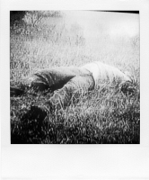 https://mail.bertrandcarriere.com:443/files/gimgs/th-38_18polaroids of war.jpg